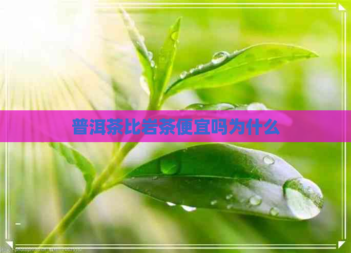 普洱茶比岩茶便宜吗为什么