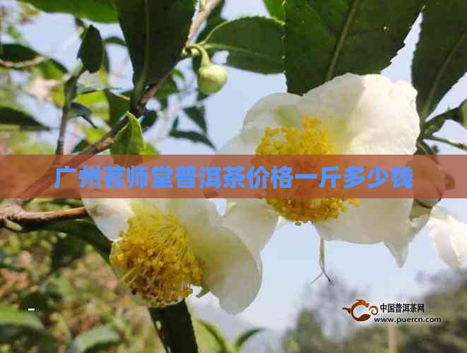 广州茗师堂普洱茶价格一斤多少钱