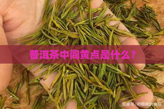 普洱茶中间黄点是什么？