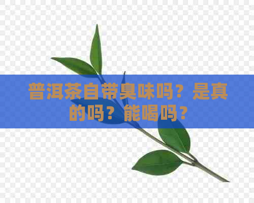 普洱茶自带臭味吗？是真的吗？能喝吗？