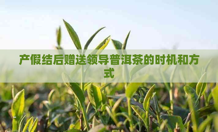 产假结后赠送领导普洱茶的时机和方式