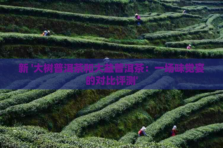 新 '大树普洱茶和大益普洱茶：一场味觉宴的对比评测'