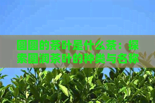 圆圆的茶叶是什么茶：探索圆润茶叶的种类与名称