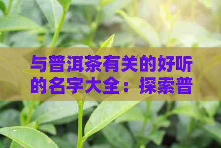 与普洱茶有关的好听的名字大全：探索普洱茶名字的魅力与奥秘