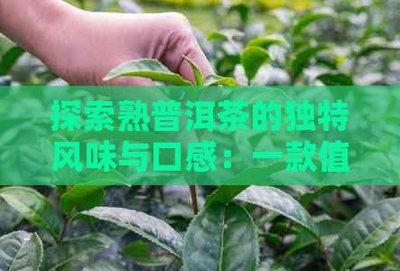 探索熟普洱茶的独特风味与口感：一款值得品鉴的茶叶