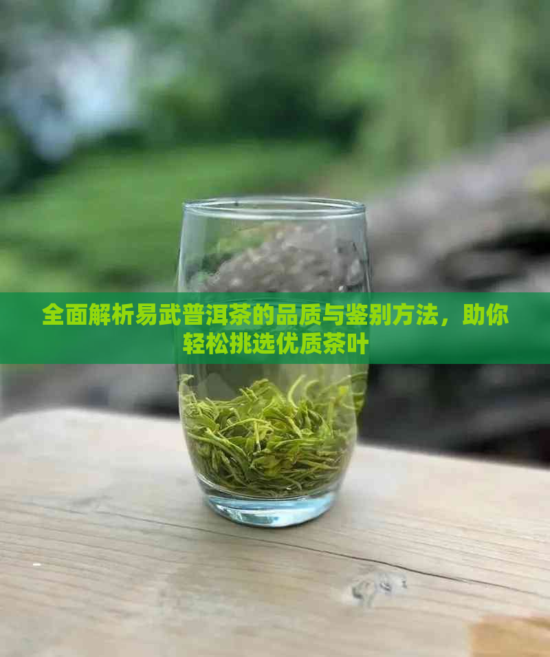 全面解析易武普洱茶的品质与鉴别方法，助你轻松挑选优质茶叶