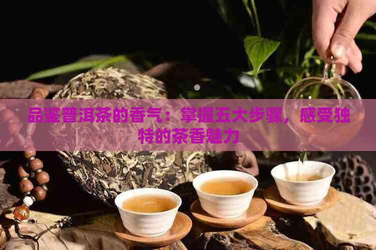 品鉴普洱茶的香气：掌握五大步骤，感受独特的茶香魅力