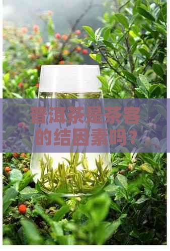 普洱茶是茶客的结因素吗？为什么不能喝？