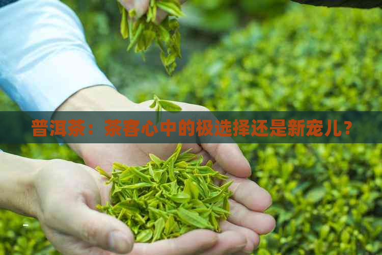 普洱茶：茶客心中的极选择还是新宠儿？