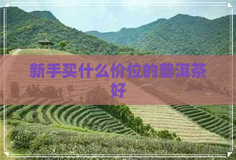 新手买什么价位的普洱茶好