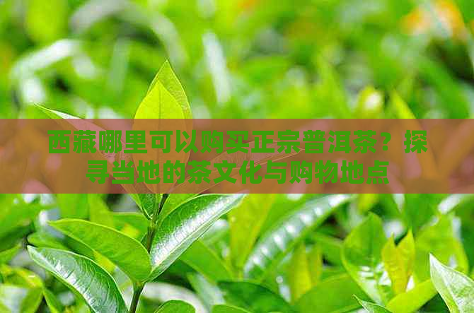      哪里可以购买正宗普洱茶？探寻当地的茶文化与购物地点