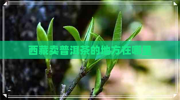      卖普洱茶的地方在哪里