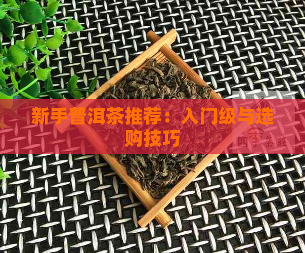 新手普洱茶推荐：入门级与选购技巧