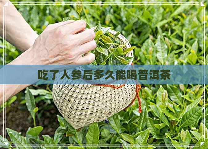 吃了人参后多久能喝普洱茶