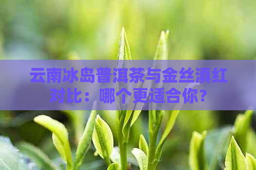 云南冰岛普洱茶与金丝滇红对比：哪个更适合你？