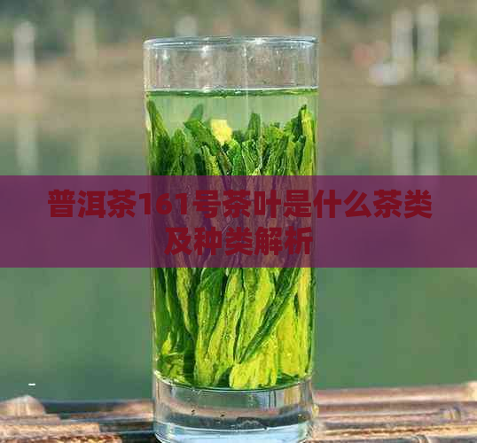 普洱茶161号茶叶是什么茶类及种类解析