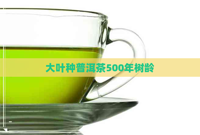 大叶种普洱茶500年树龄