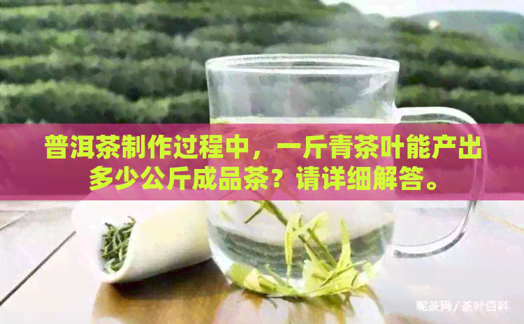 普洱茶制作过程中，一斤青茶叶能产出多少公斤成品茶？请详细解答。