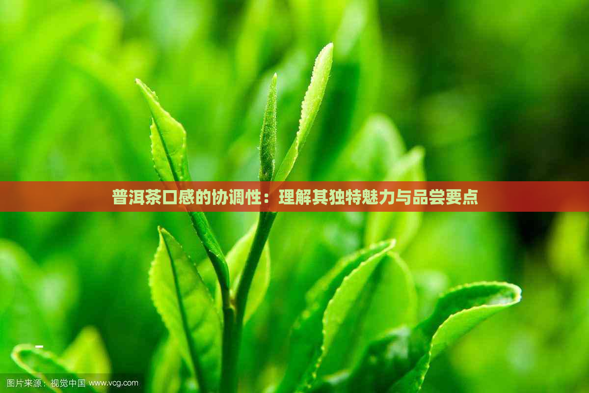 普洱茶口感的协调性：理解其独特魅力与品尝要点