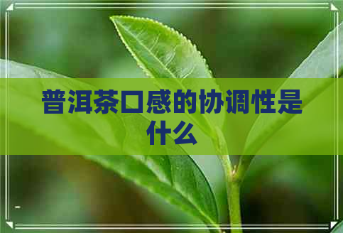 普洱茶口感的协调性是什么