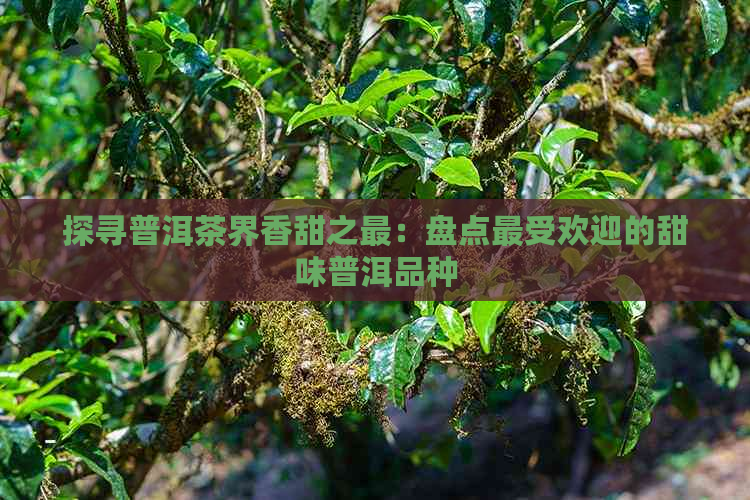 探寻普洱茶界香甜之最：盘点更受欢迎的甜味普洱品种