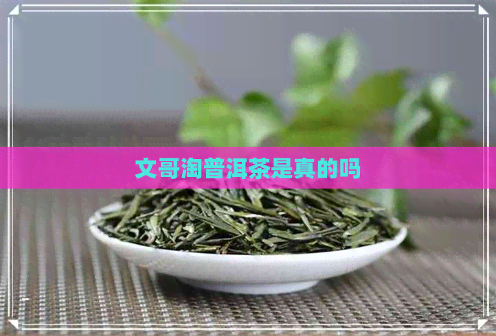 文哥淘普洱茶是真的吗