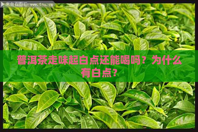 普洱茶走味起白点还能喝吗？为什么有白点？