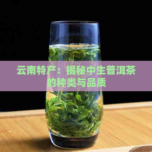 云南特产：揭秘中生普洱茶的种类与品质