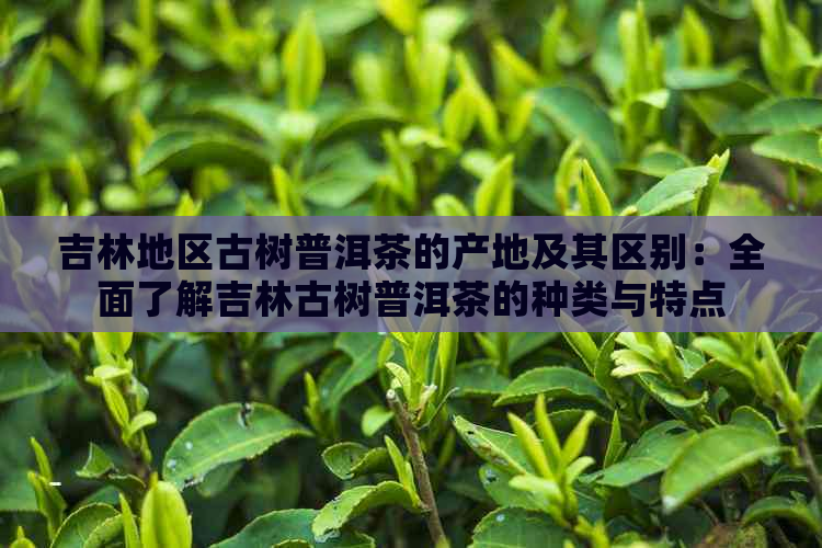 吉林地区古树普洱茶的产地及其区别：全面了解吉林古树普洱茶的种类与特点