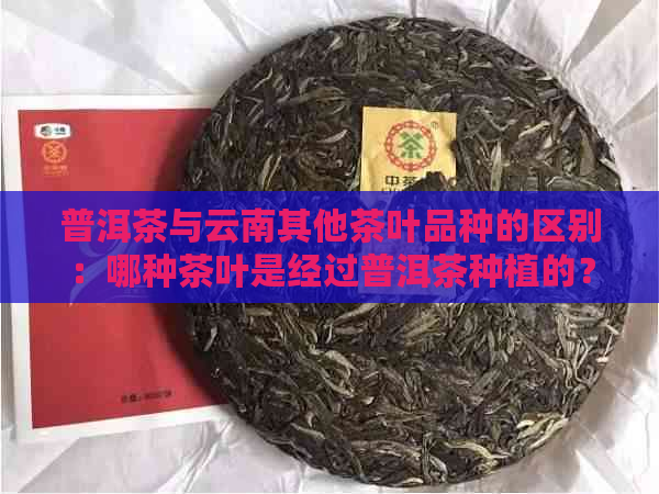 普洱茶与云南其他茶叶品种的区别：哪种茶叶是经过普洱茶种植的？