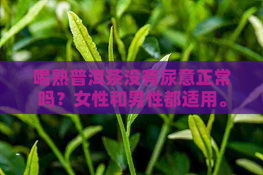 喝熟普洱茶没有尿意正常吗？女性和男性都适用。