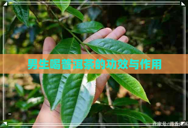 男生喝普洱茶的功效与作用