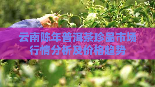 云南陈年普洱茶珍品市场行情分析及价格趋势