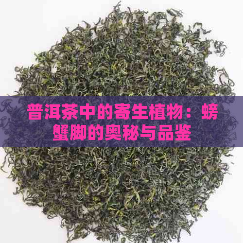 普洱茶中的寄生植物：螃蟹脚的奥秘与品鉴