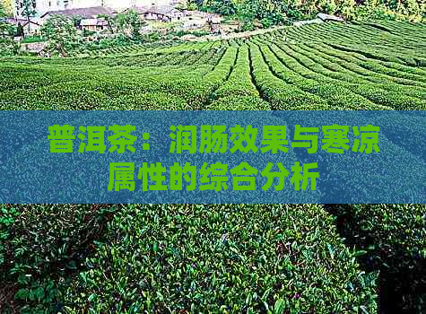 普洱茶：润肠效果与寒凉属性的综合分析