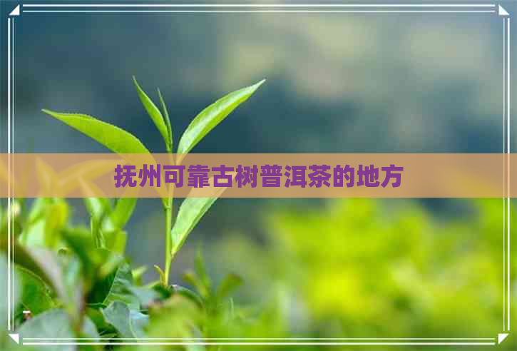 抚州可靠古树普洱茶的地方