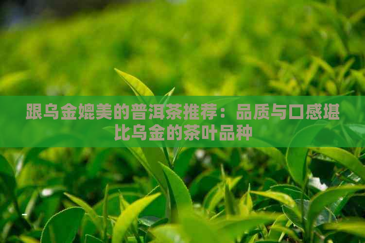 跟乌金媲美的普洱茶推荐：品质与口感堪比乌金的茶叶品种