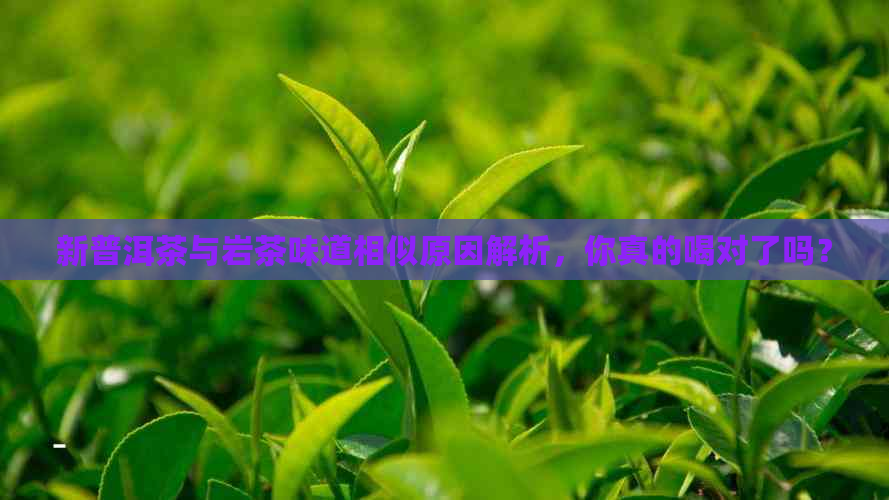 新普洱茶与岩茶味道相似原因解析，你真的喝对了吗？