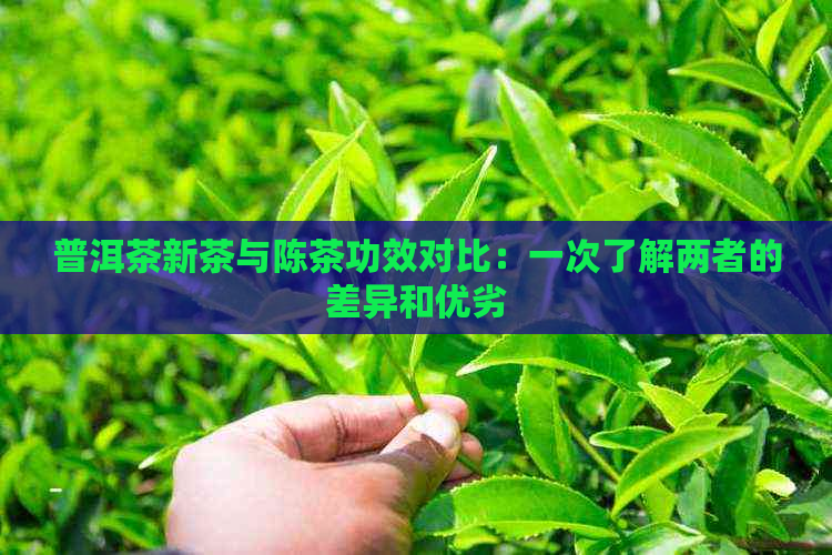 普洱茶新茶与陈茶功效对比：一次了解两者的差异和优劣