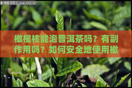 橄榄核能泡普洱茶吗？有副作用吗？如何安全地使用橄榄核泡制普洱茶？