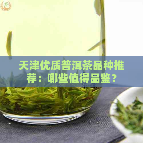 天津优质普洱茶品种推荐：哪些值得品鉴？