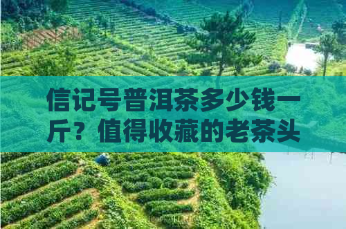 信记号普洱茶多少钱一斤？值得收藏的老茶头价格是多少？