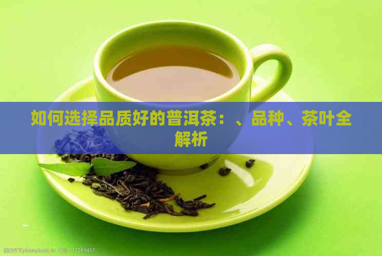 如何选择品质好的普洱茶：、品种、茶叶全解析