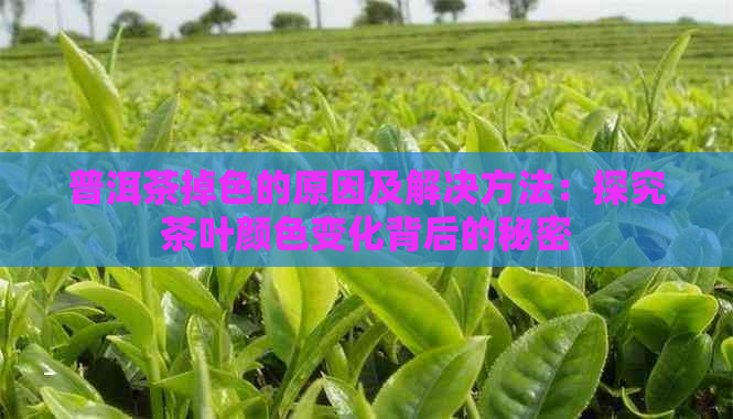 普洱茶掉色的原因及解决方法：探究茶叶颜色变化背后的秘密