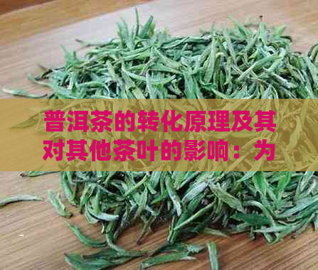 普洱茶的转化原理及其对其他茶叶的影响：为什么只有普洱茶有转化现象？