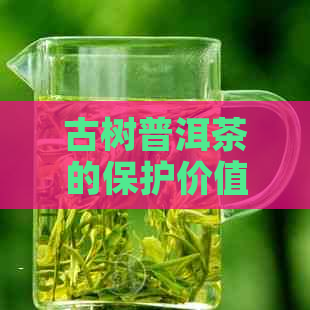 古树普洱茶的保护价值：从生态环境、文化传承到经济意义