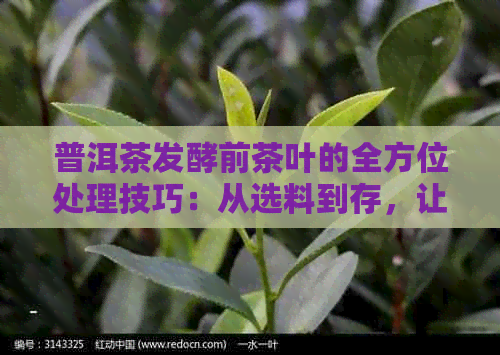 普洱茶发酵前茶叶的全方位处理技巧：从选料到存，让茶叶更好地发酵