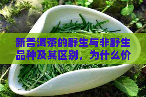 新普洱茶的野生与非野生品种及其区别，为什么价格差异如此之大？