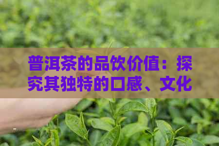 普洱茶的品饮价值：探究其独特的口感、文化和健益处。