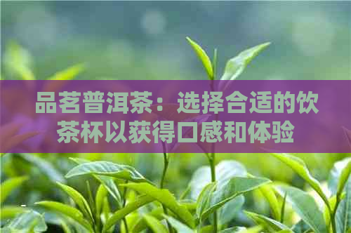 品茗普洱茶：选择合适的饮茶杯以获得口感和体验